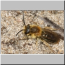 Andrena haemorrhoa - Sandbiene m01b 11mm - Sandgrube Niedringhaussee det.jpg